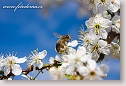 Bee on abloom tree