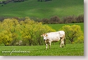 Spring landscape with cow