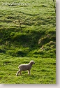 Lamb on meadow