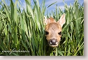 Roe-calf