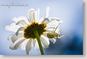 Oxeye Daisy and Crab Spider