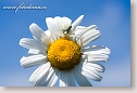 Oxeye Daisy and Crab Spider