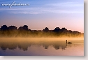 Mute Swan