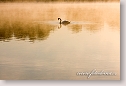 Mute Swan