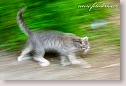 Running brindle cat
