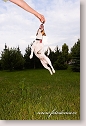 Jumping dog