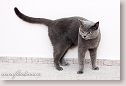 British Shorthair Cat