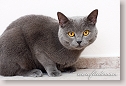 British Shorthair cat