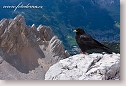 Alpine Chough