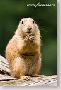 Black-tailed Prairian Dog