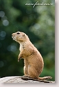 Black-tailed Prairian Dog