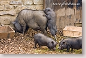Enjoyment of pigs family