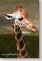 Reticulated Giraffe