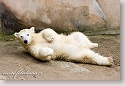 Kid of Polar Bear