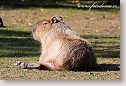 Capybara