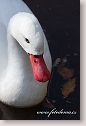 Coscoroba Swan