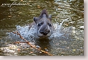South American Tapir