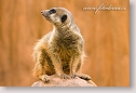 Suricate