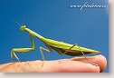 Religious Mantis