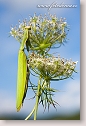 Religious Mantis