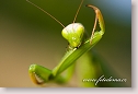 Religious Mantis