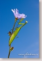 Religious Mantis on Common Chicory