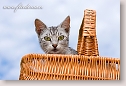 Cat in basket