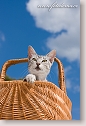 Cat in basket