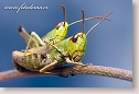 Screwing locusts