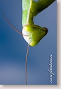 Religious Mantis