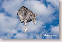 Flying brindle cat