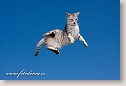 Flying brindle cat