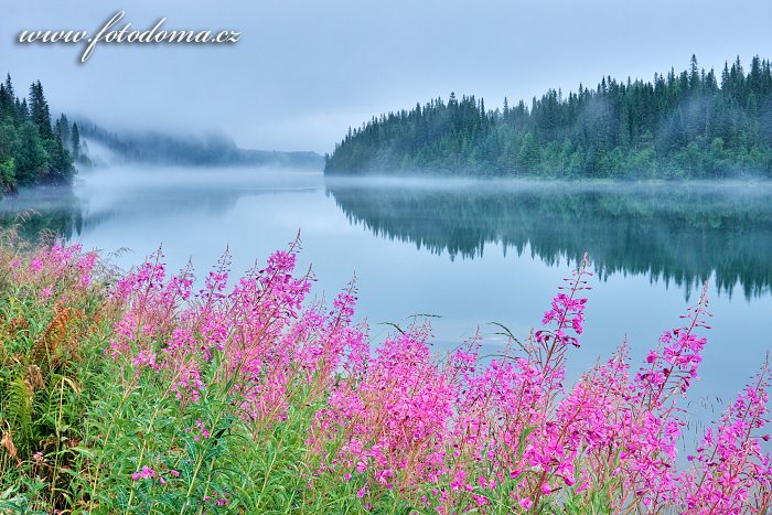 Vrbovka úzkolistá, Epilobium angustifolium