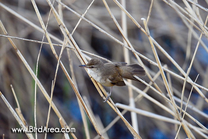 Great Reed Warbler, Acrocephalus arundinaceus