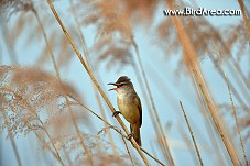 Great Reed Warbler, Acrocephalus arundinaceus