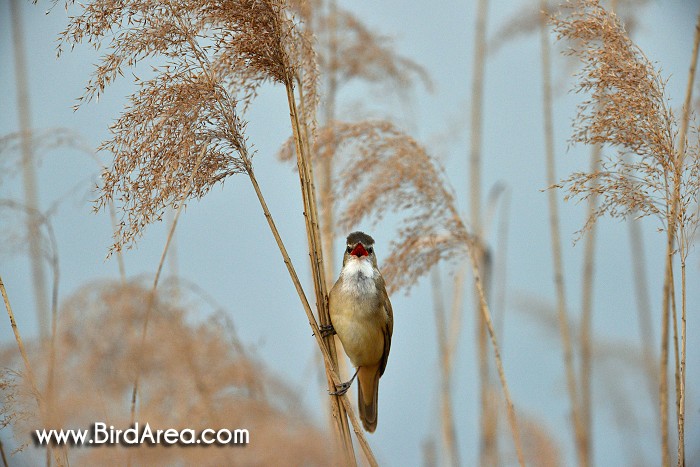 Great Reed Warbler, Acrocephalus arundinaceus