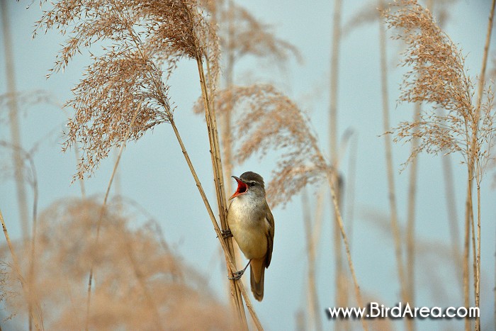 Great Reed Warbler, Acrocephalus arundinaceus