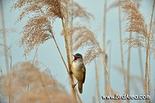 Great Reed Warbler, Acrocephalus arundinaceus