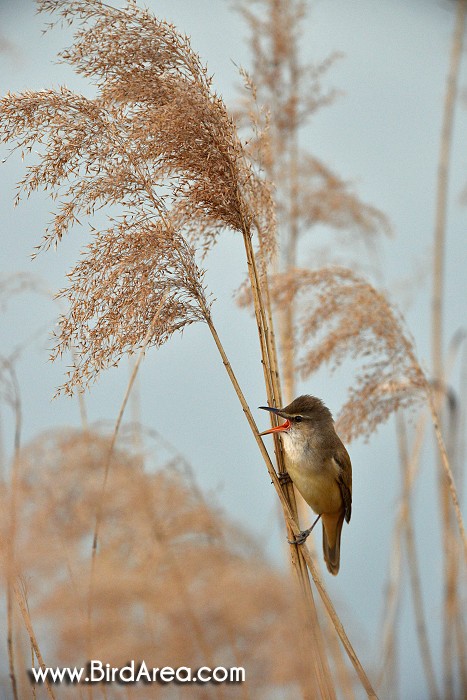 Great Reed Warbler, Acrocephalus arundinaceus