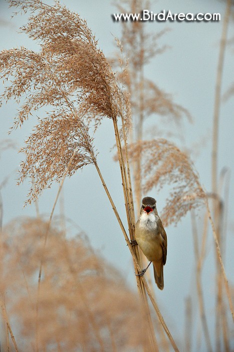 Rákosník velký, Acrocephalus arundinaceus