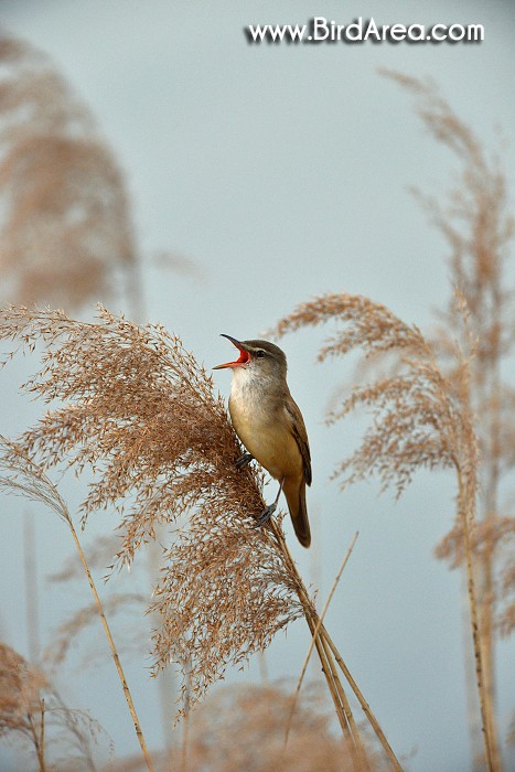 Great Reed Warbler, Acrocephalus arundinaceus