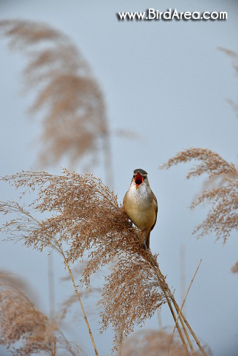 Rákosník velký, Acrocephalus arundinaceus