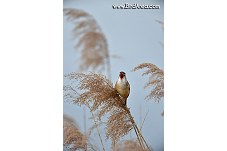 Great Reed Warbler, Acrocephalus arundinaceus