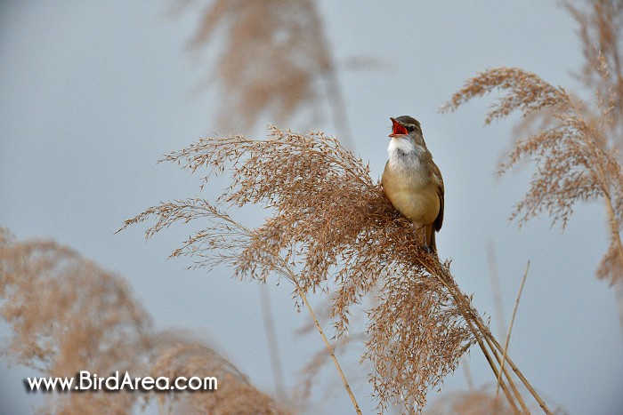 Great Reed Warbler, Acrocephalus arundinaceus