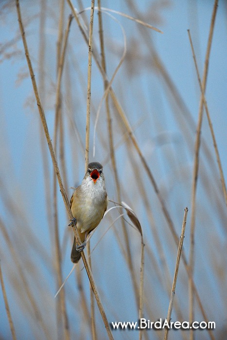 Great Reed Warbler, Acrocephalus arundinaceus