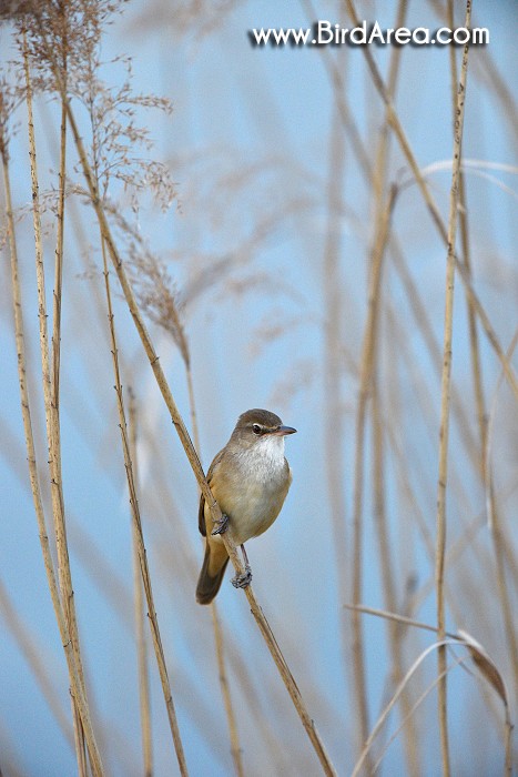 Great Reed Warbler, Acrocephalus arundinaceus