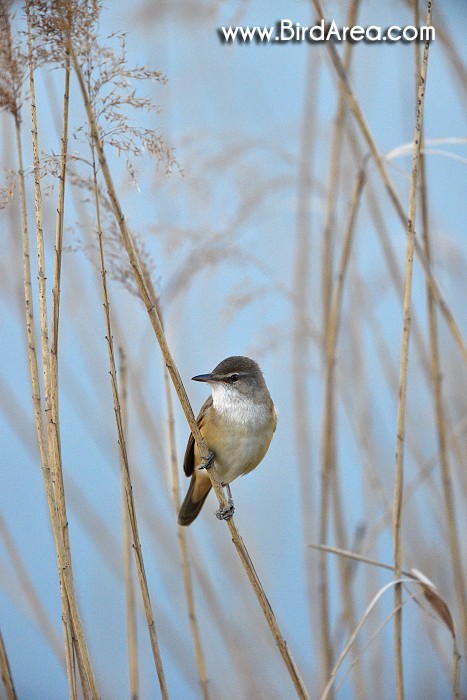 Great Reed Warbler, Acrocephalus arundinaceus