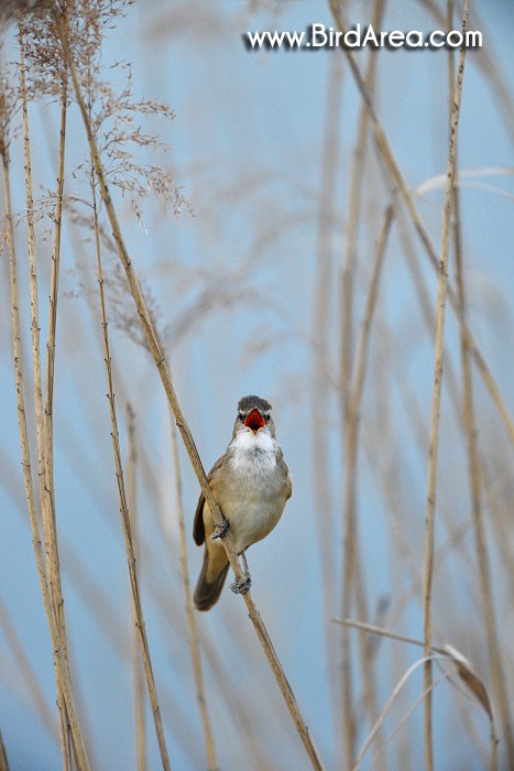 Great Reed Warbler, Acrocephalus arundinaceus