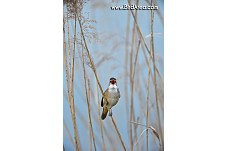 Great Reed Warbler, Acrocephalus arundinaceus