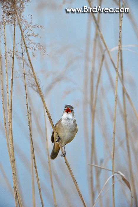 Rákosník velký, Acrocephalus arundinaceus